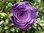 Krepprose lila/violett Floristenkrepp ca. 11 cm