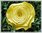 Krepprose hellgelb Floristenkrepp ca. 11 cm