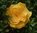 Krepprose sonnengelb Floristenkrepp ca. 11 cm