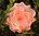 Krepprose lachs Floristenkrepp ca. 11 cm