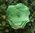 Krepprose frühlingsgrün Floristenkrepp ca. 11 cm
