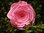 Krepprose rosa Floristenkrepp ca. 11 cm