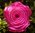 Krepprose pink Floristenkrepp 11 cm