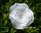 Krepprose weiß, Floristenkrepp ca. 11 cm