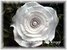 Krepprose mit Perlendeko weiß Floristenkrepp ca. 11 cm