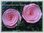 Krepprose klein rosa Floristenkrepp ca, 7 cm