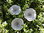 Krepprose silber Floristenkrepp ca. 7 cm