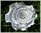 Krepprose weiß/silber Floristenkrepp mit Pindeko+ Acrylstein ca. 11 cm