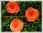 Krepprose klein orange Floristenkrepp ca 7 cm