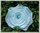 Krepprose mintblau Floristenkrepp ca. 11 cm