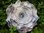 Krepprose silber Floristenkrepp ca. 15 cm